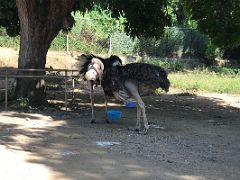 07C Two ostriches at the Hope Zoo Royal Botanical Hope Gardens Kingston Jamaica